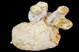 Jurassic Coral Colony (Thecosmilia) Fossil - Germany #157309-1